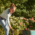 Hoe vaak moet je gras vervangen?