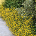 Welke tuinplanten zijn onderhoudsarm?