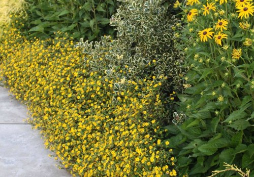 Welke tuinplanten zijn onderhoudsarm?